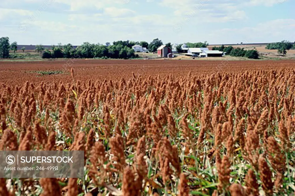 Millet Fields Kansas USA ,