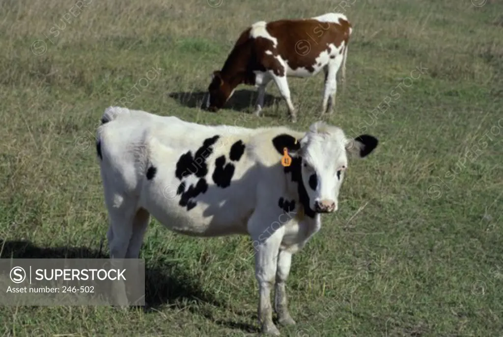 Two cows standing in a field