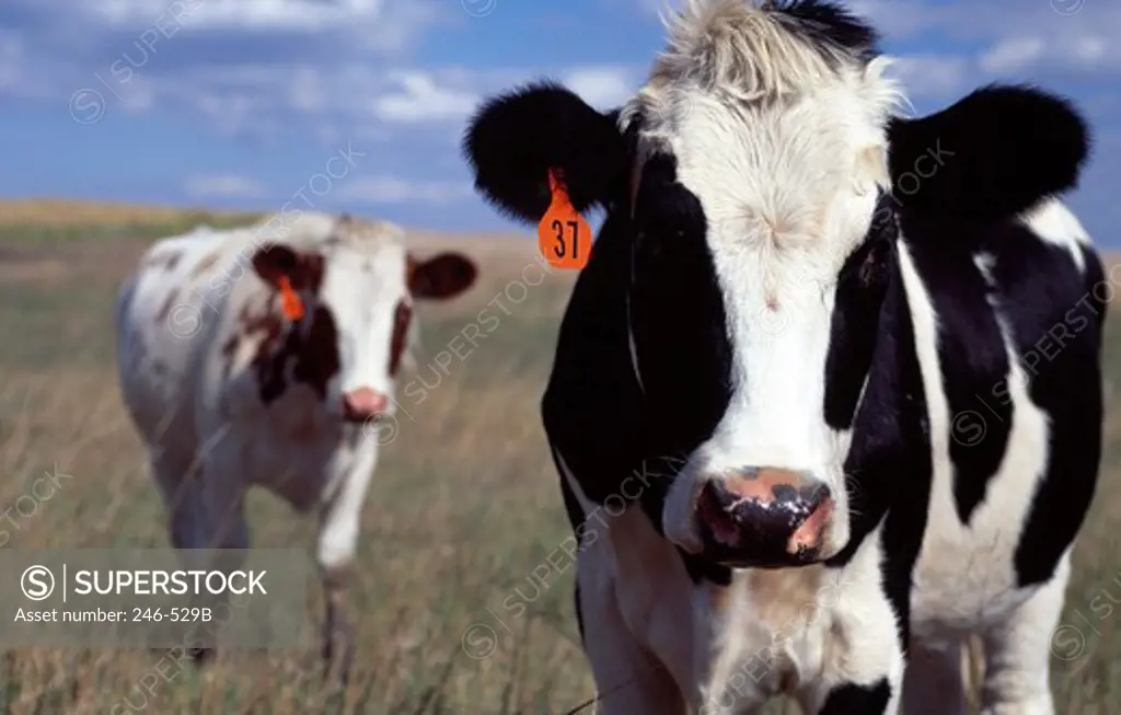 USA, Nebraska, Gage County, Two cows on pasture