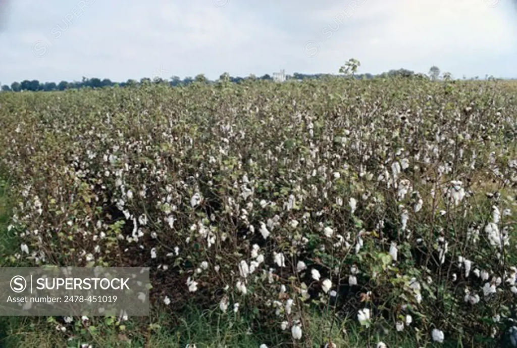 Cotton Field Arkansas USA