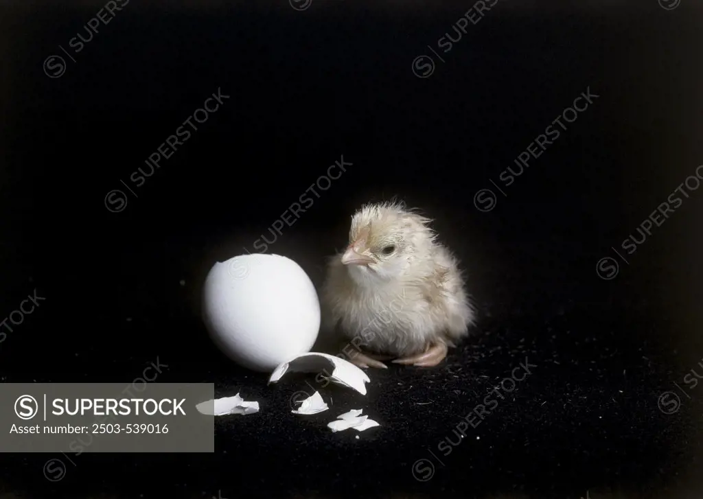 Hatching Chicken
