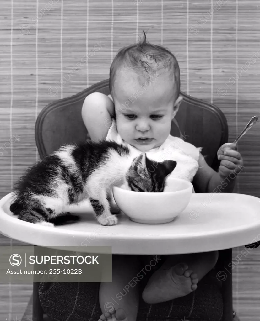 Kitten drinking milk from baby's bowl