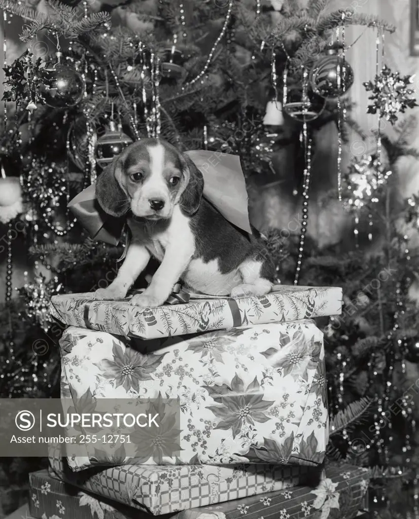 Close-up of a beagle sitting on a stack of Christmas presents