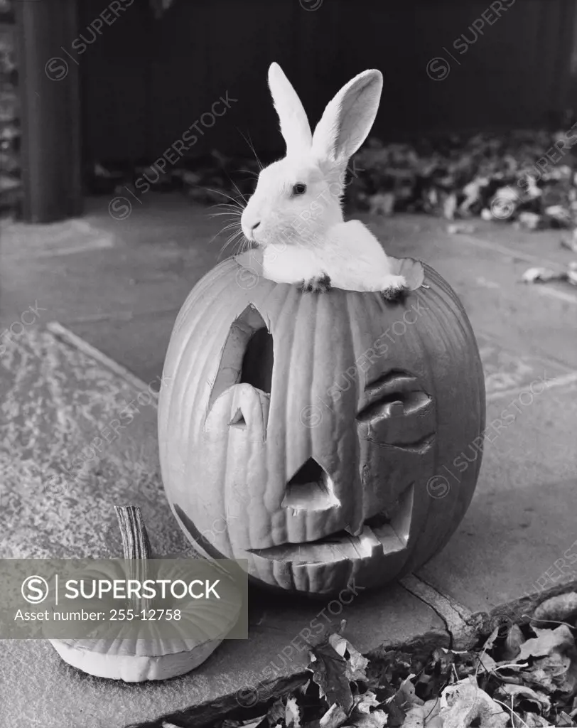 Close-up of a rabbit in a jack o' lantern