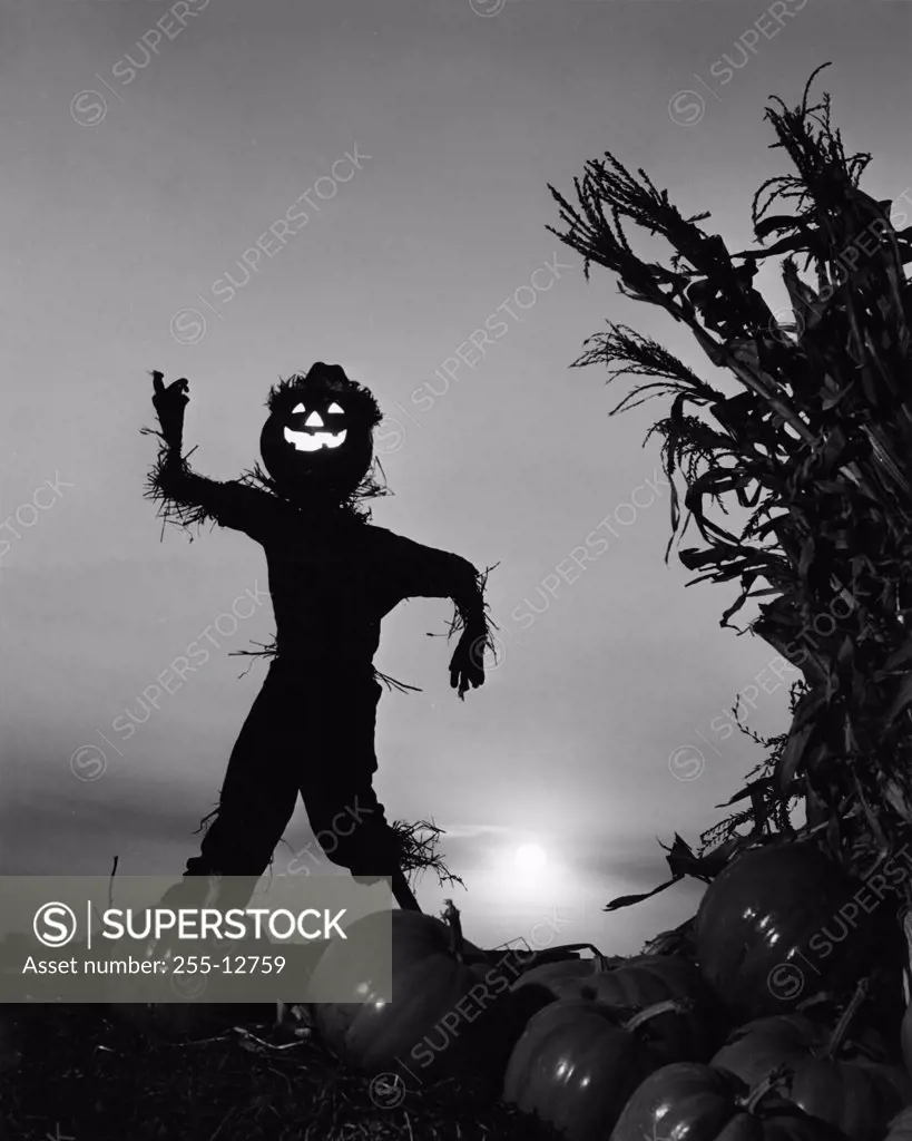Silhouette of a scarecrow with pumpkins in a field