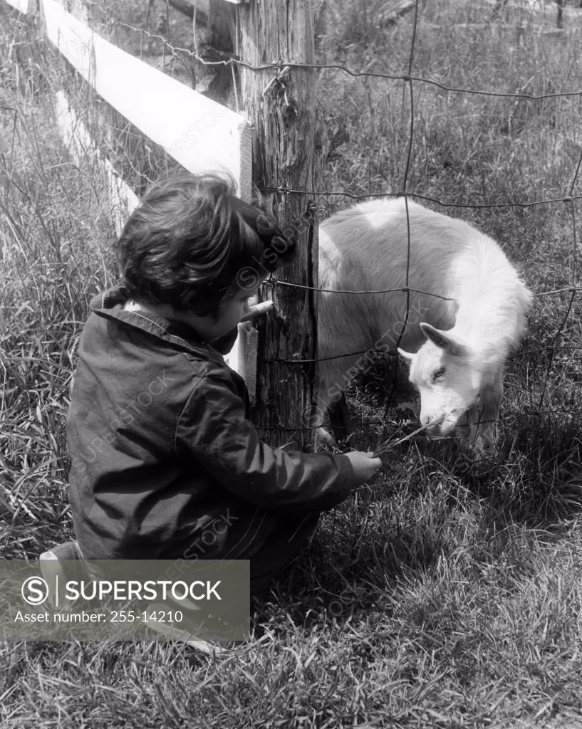 Boy feeding goat through fence