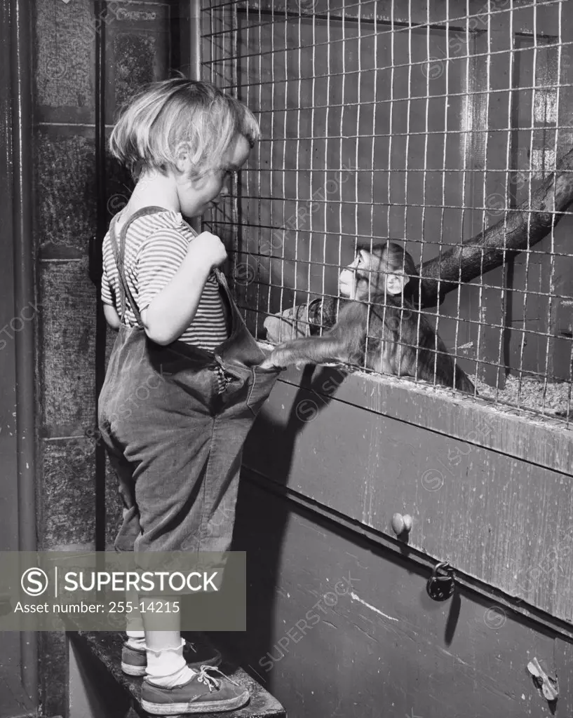 Monkey in a cage pulling the overalls of a girl standing outside in a zoo