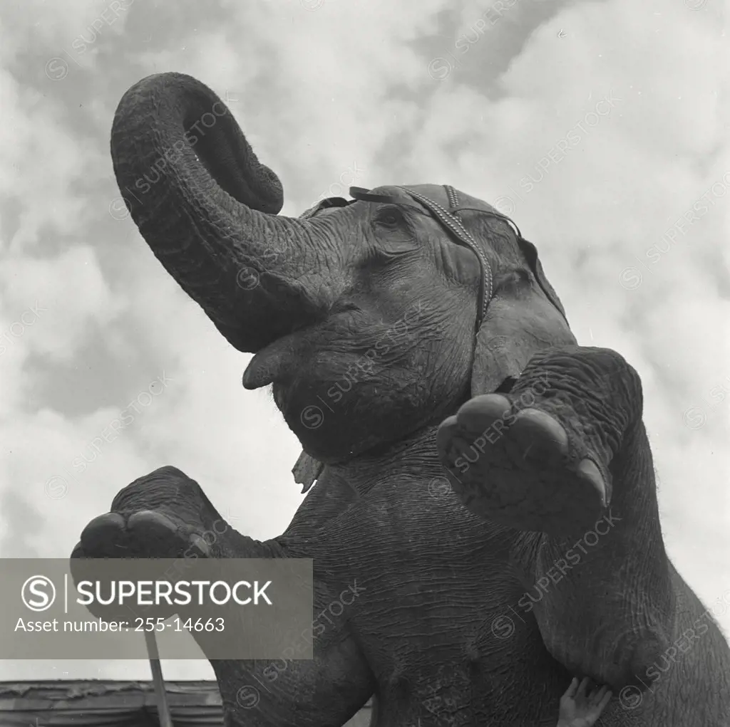 Vintage photograph. Close up of circus elephant raised on back legs