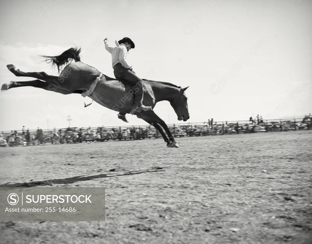 Vintage photograph. Side profile of a cowboy riding a bucking horse at a rodeo
