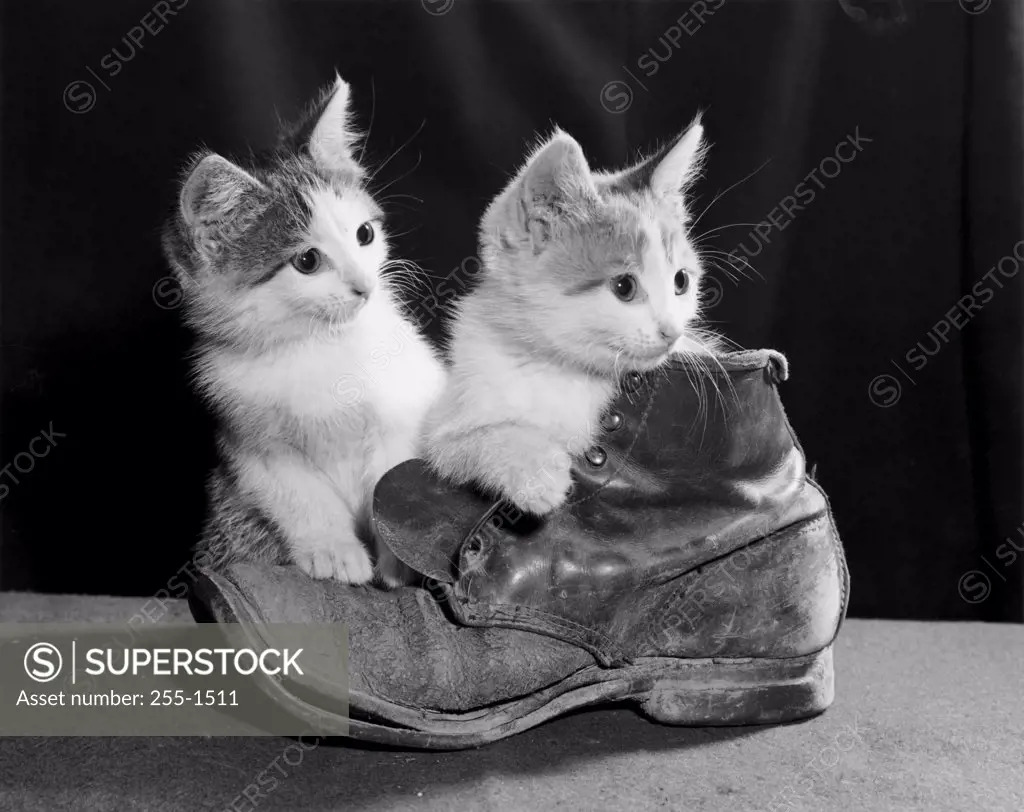Two kittens with an old boot