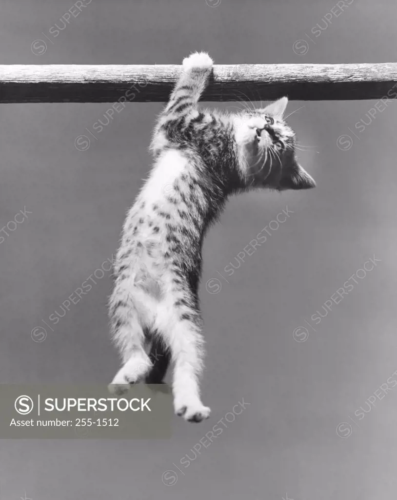 Low angle view of a kitten hanging on a pole