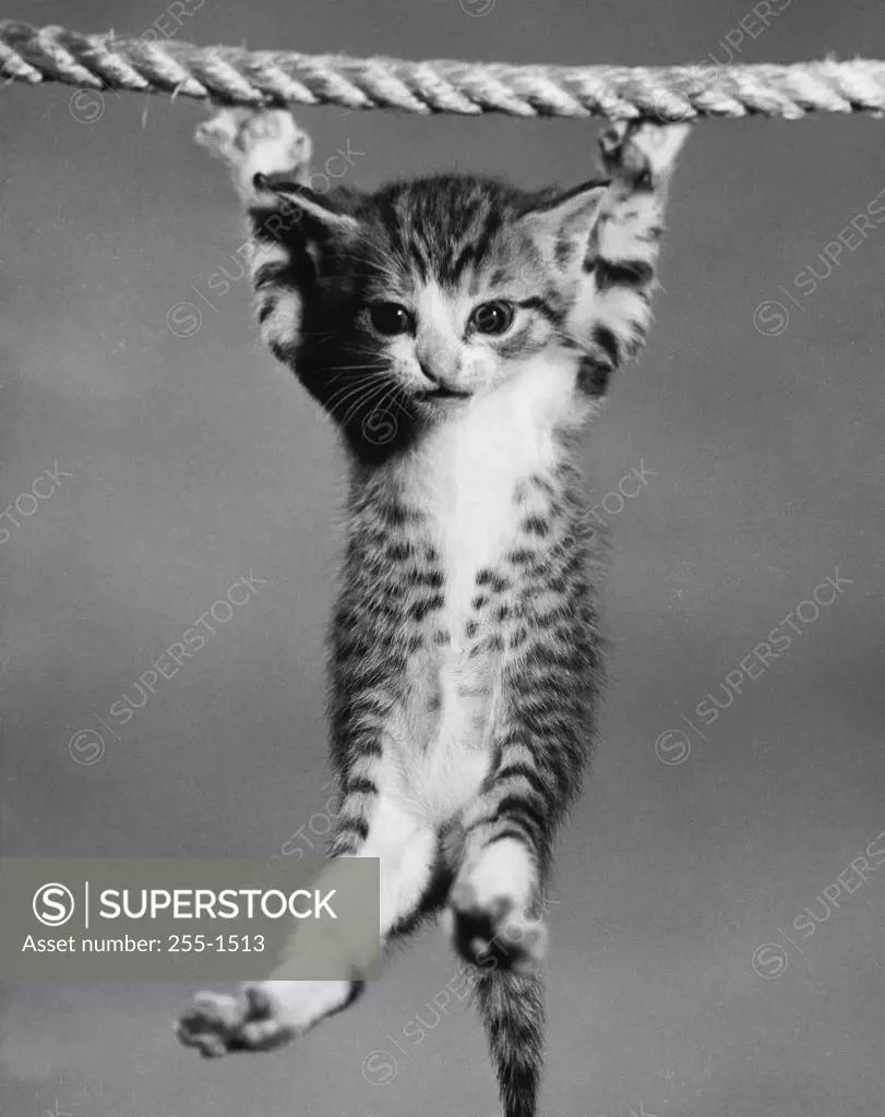 Kitten hanging from a rope