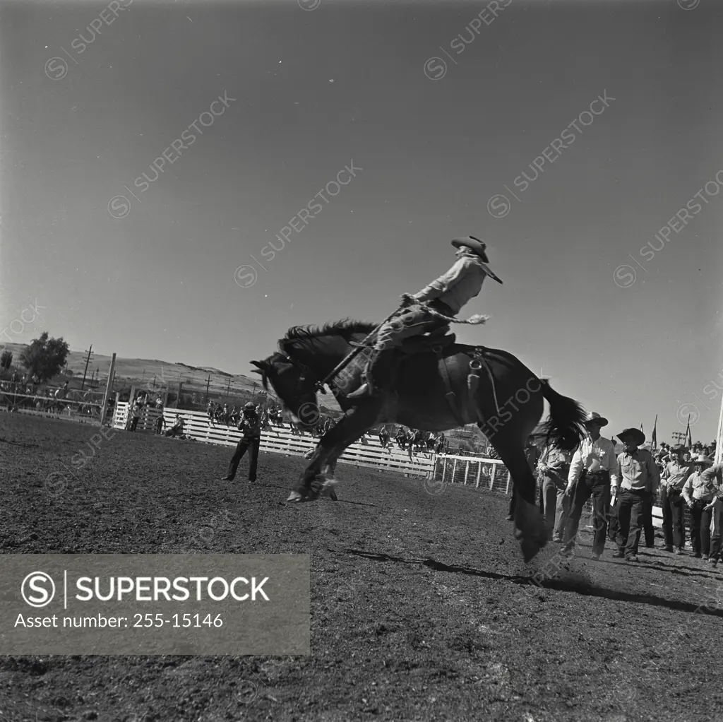 Vintage Photograph. Rider on bucking horse at Rodeo Show, Reno, Nevada