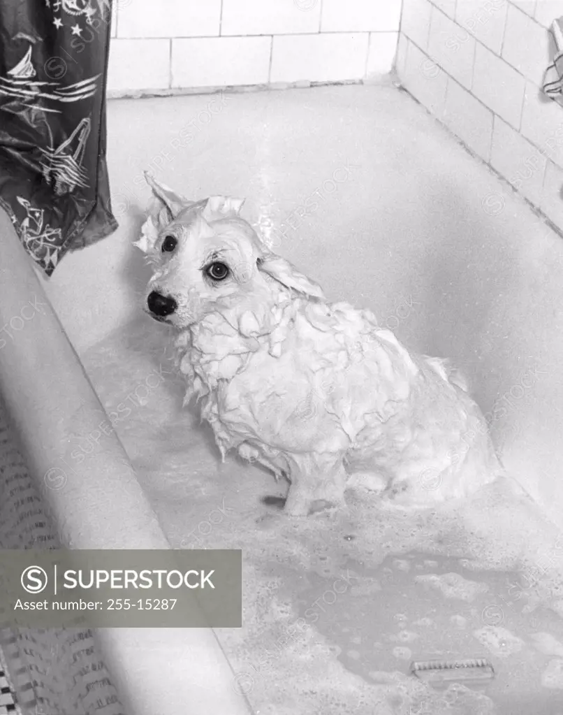 High angle view of a dog taking a bath in a bathtub