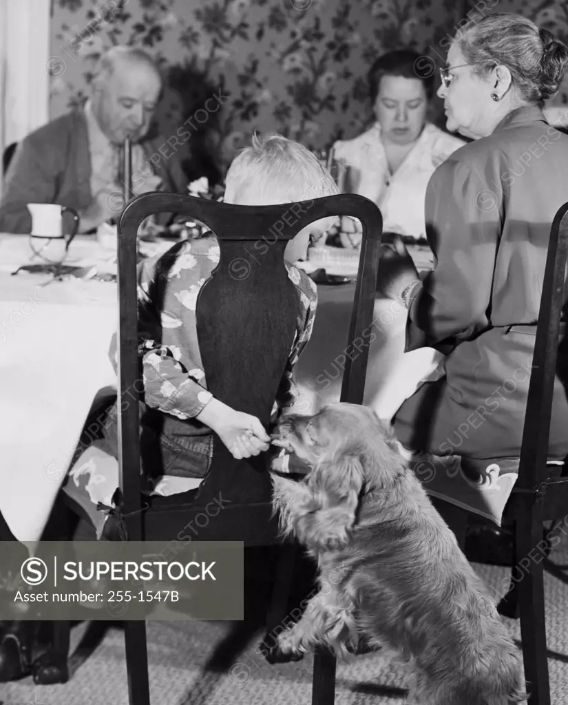 Rear view of a boy feeding a dog from the dinner table