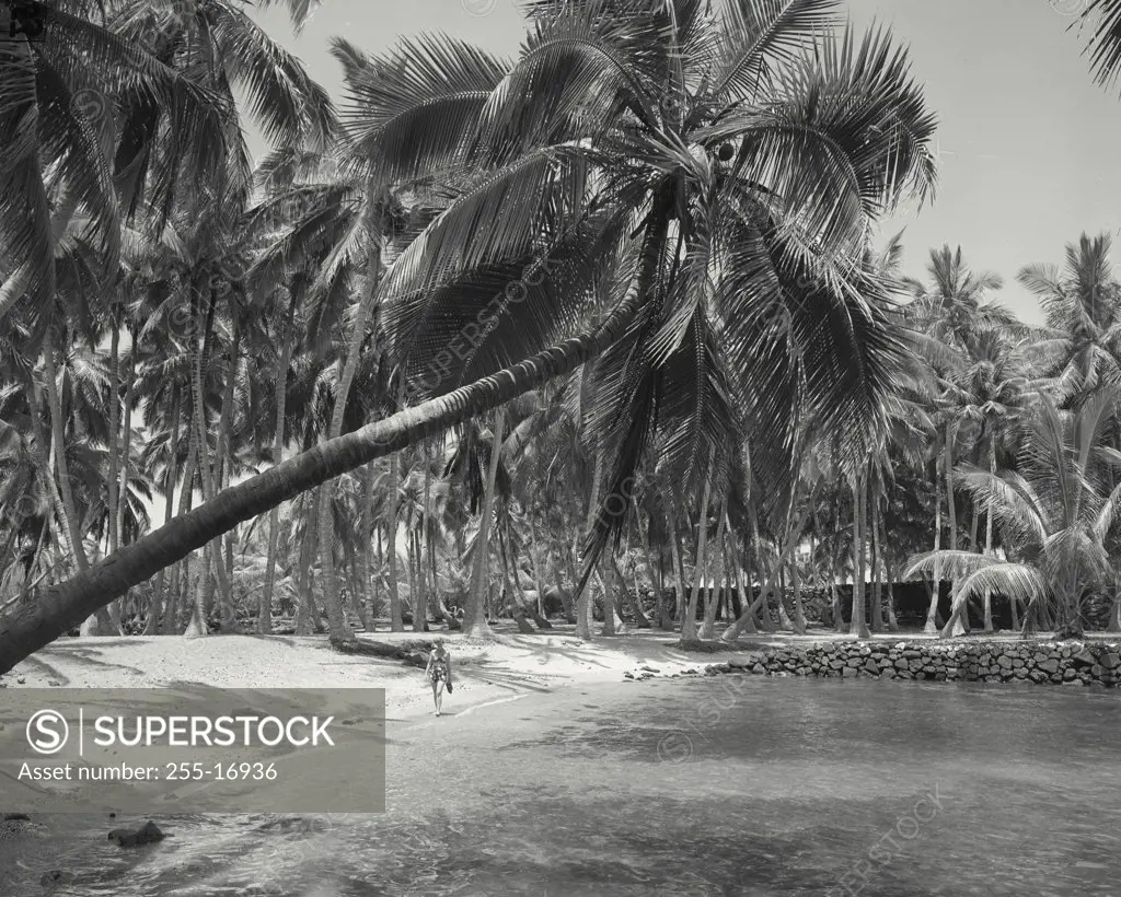 Vintage photograph. Palm tree leaning over the beach at City of Refuge, Kona District
