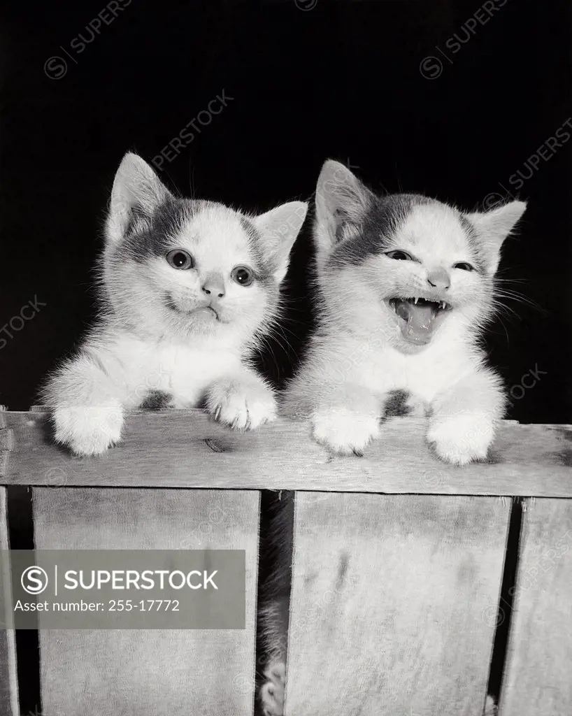 Two kittens hanging on the side of a basket