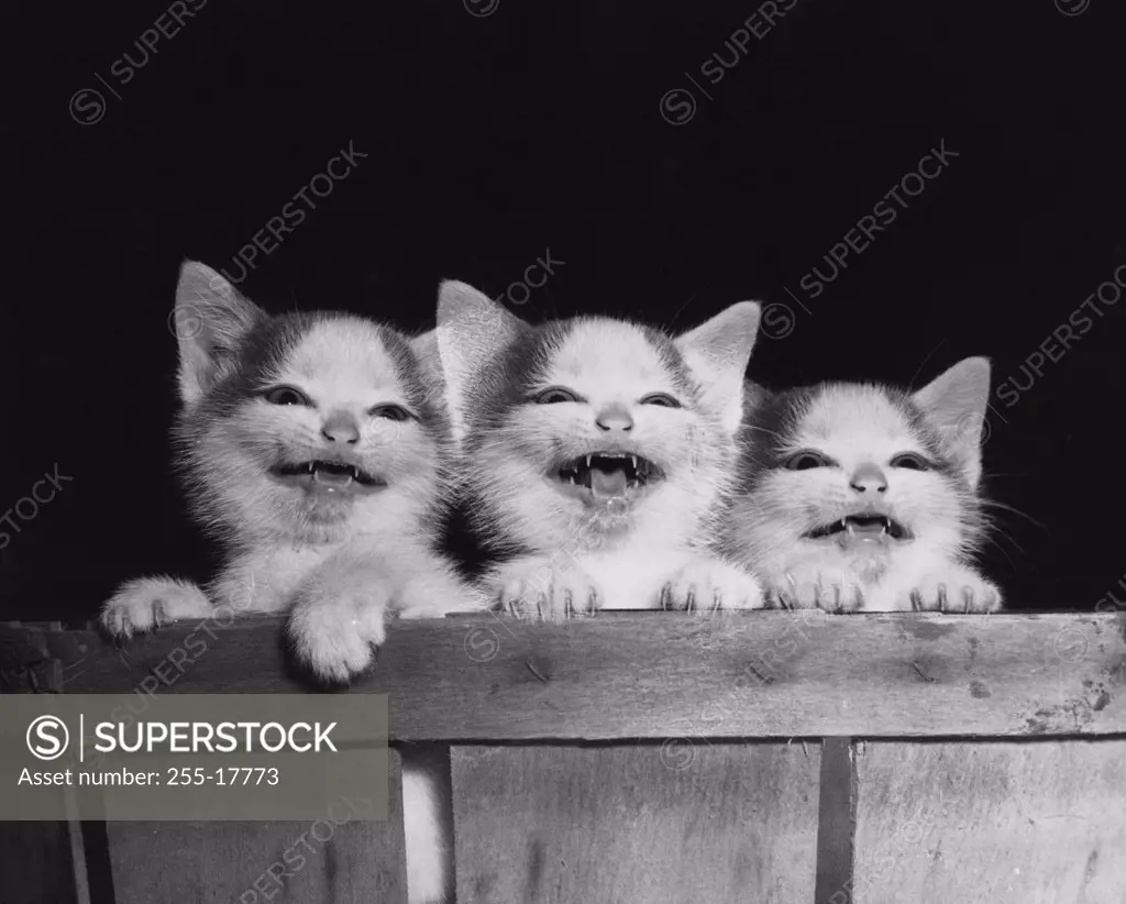 Three kittens hanging on the side of a basket