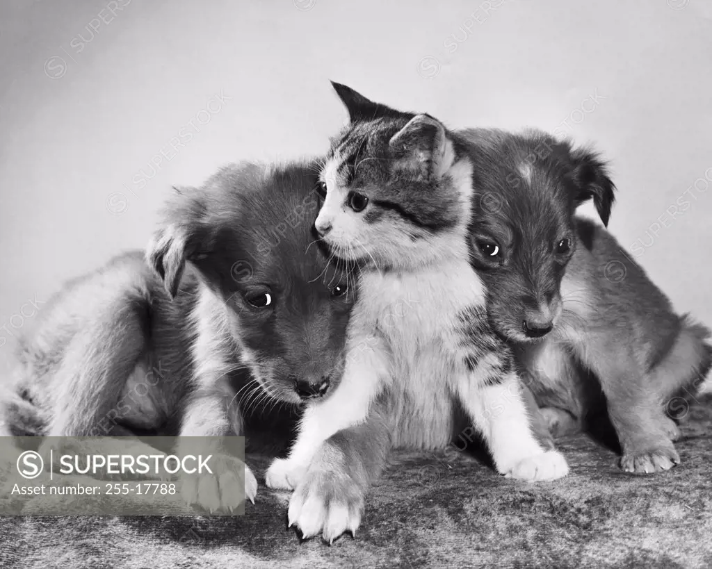Front view of two puppies with a kitten