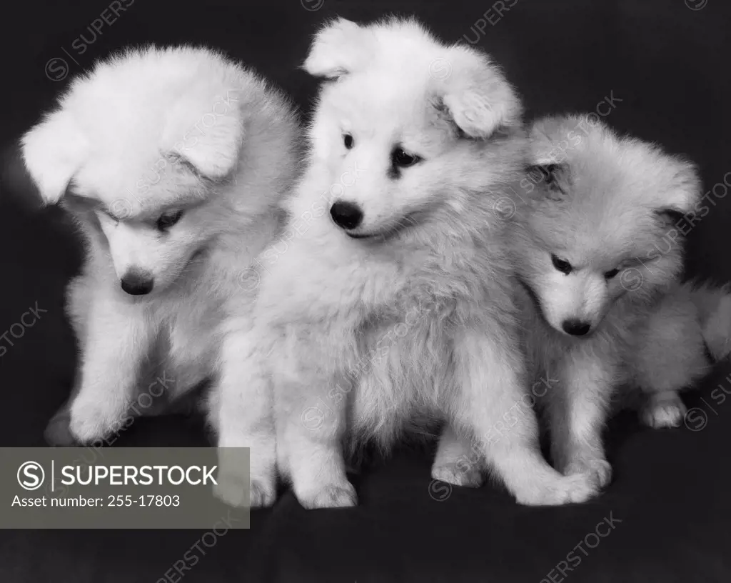 Three Samoyed puppies sitting