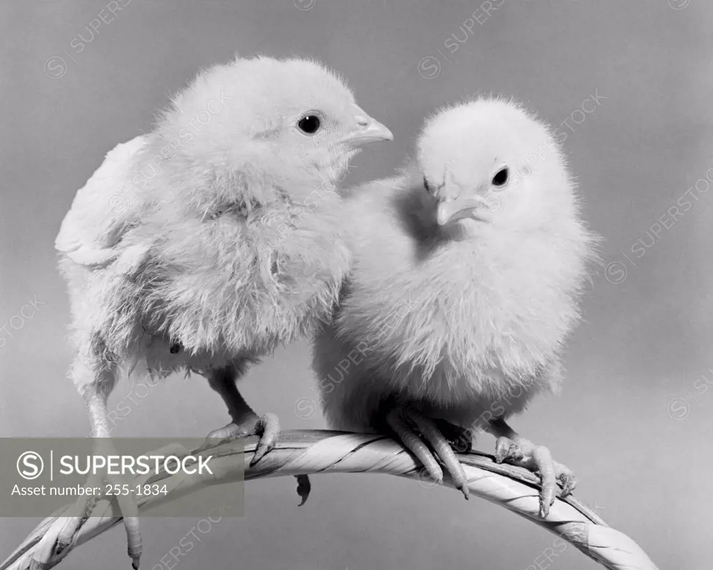 Two chicks perched on a handle