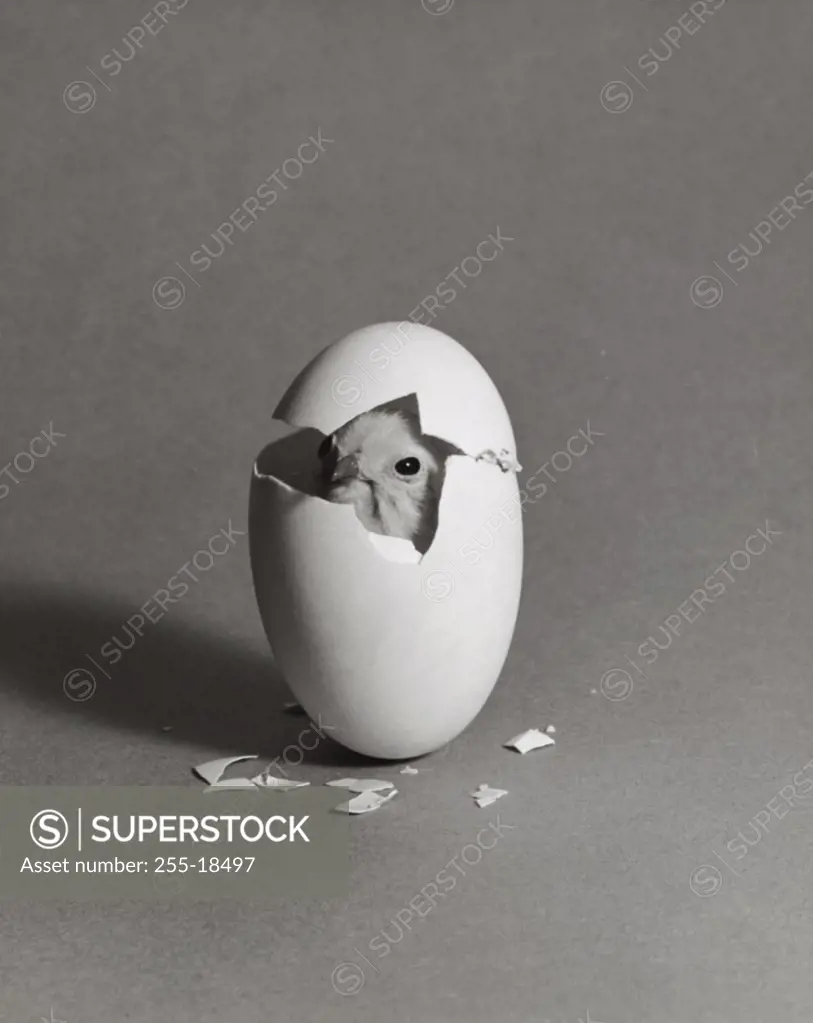 Baby chick hatching from an egg