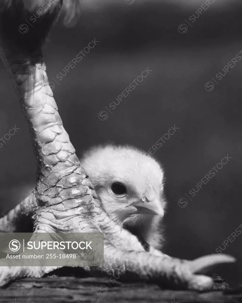 Baby chick behind a bird leg