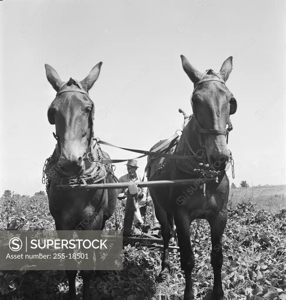 Vintage photograph. Man with mules in cotton field
