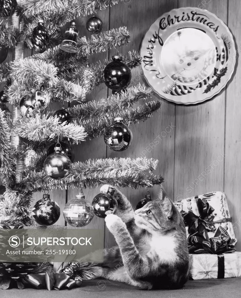 Close-up of a cat playing with a Christmas ornament on a Christmas tree