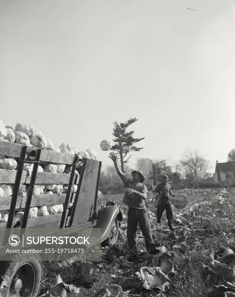 Vintage photograph. Men harvesting cabbage into truck