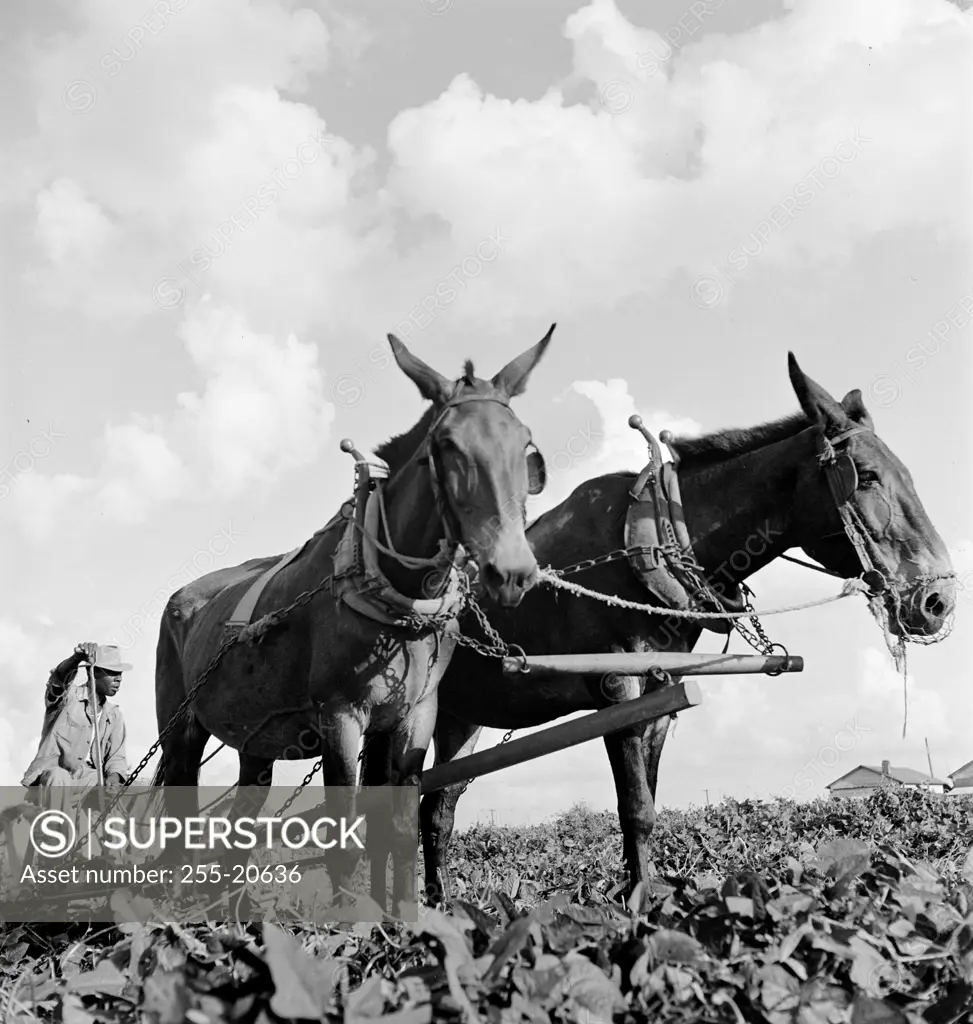 Vintage photograph. Man with mules in cotton field