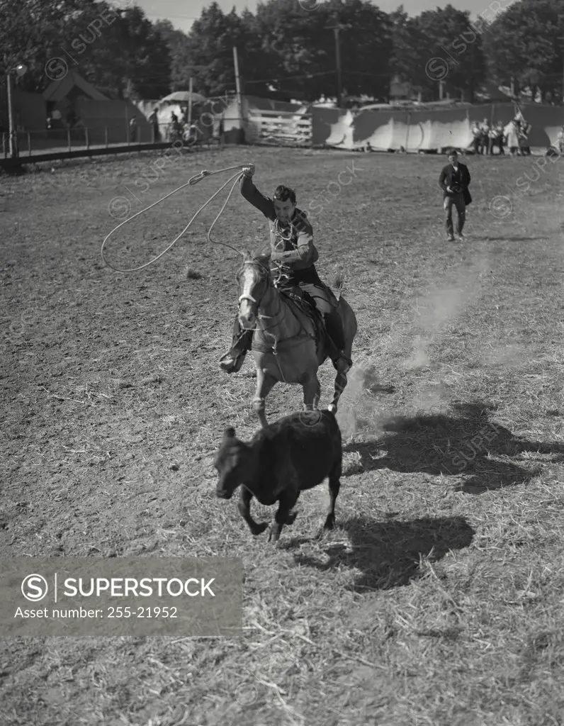 Vintage photograph. High angle view of a cowboy roping calf at Mineola fair in long island