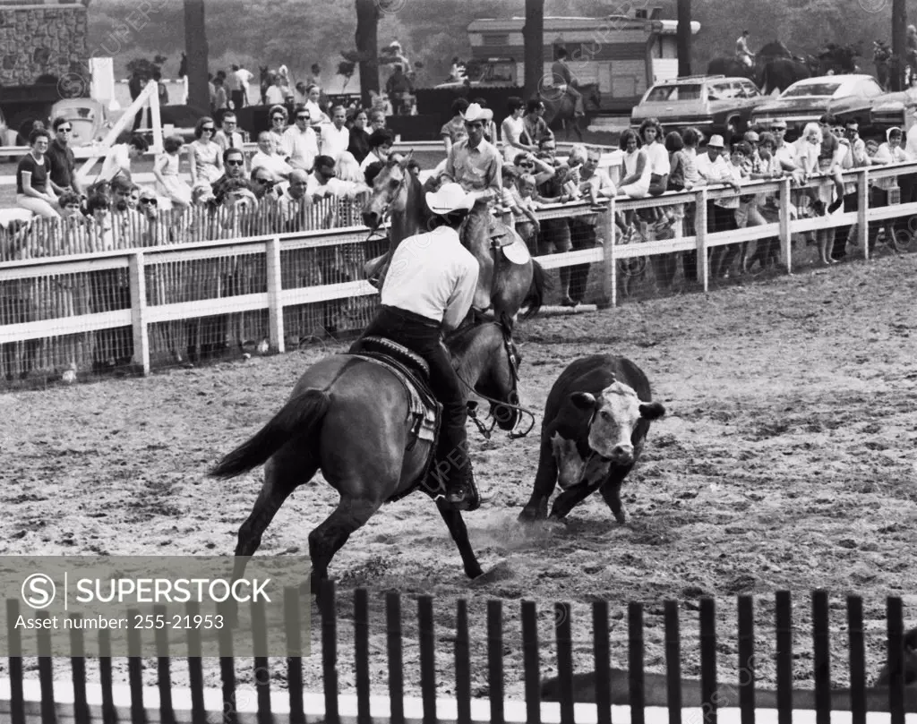 Two cowboys lassoing calf in rodeo