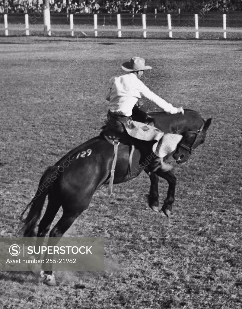 Rear view of a cowboy riding a bucking horse at a rodeo, Ellensburg, Washington, USA