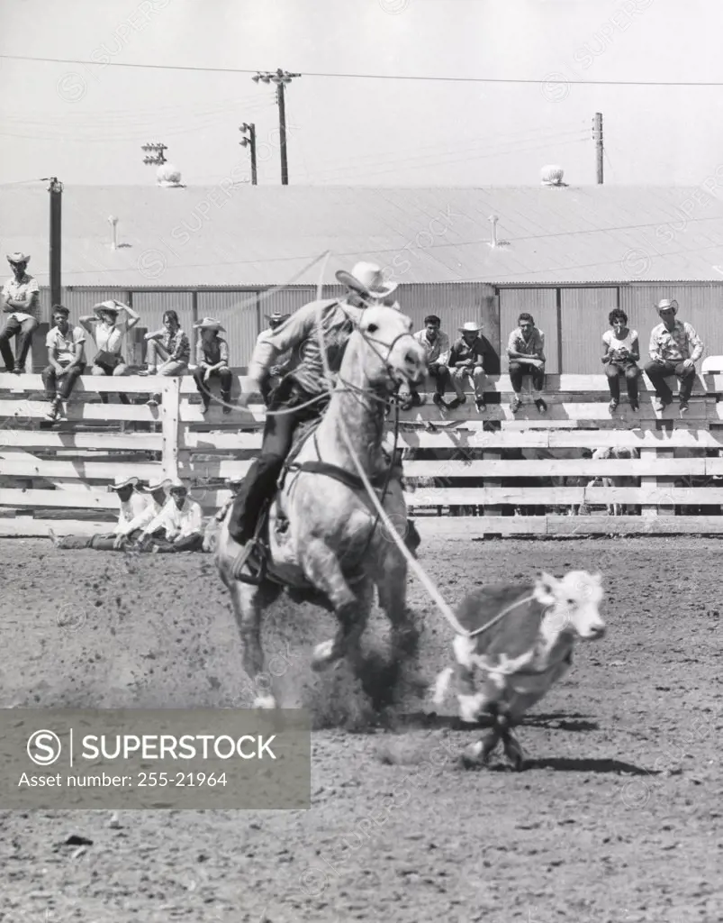 Cowboy lassoing calf in rodeo