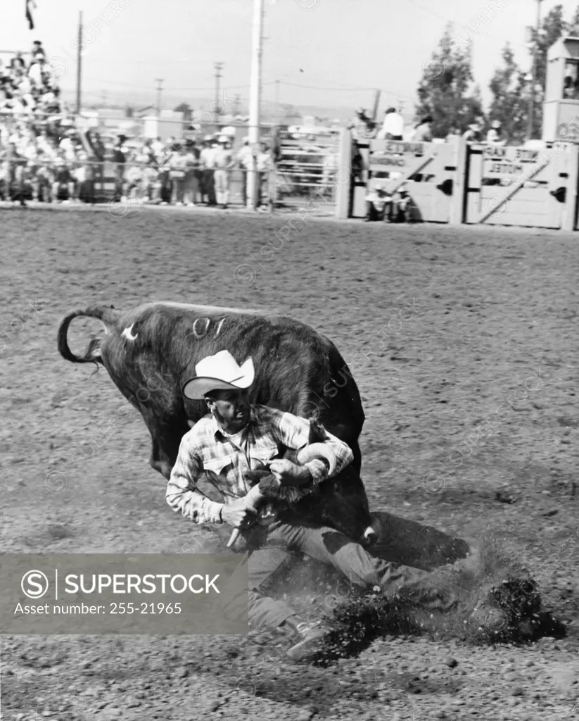 Steer wrestling in a rodeo