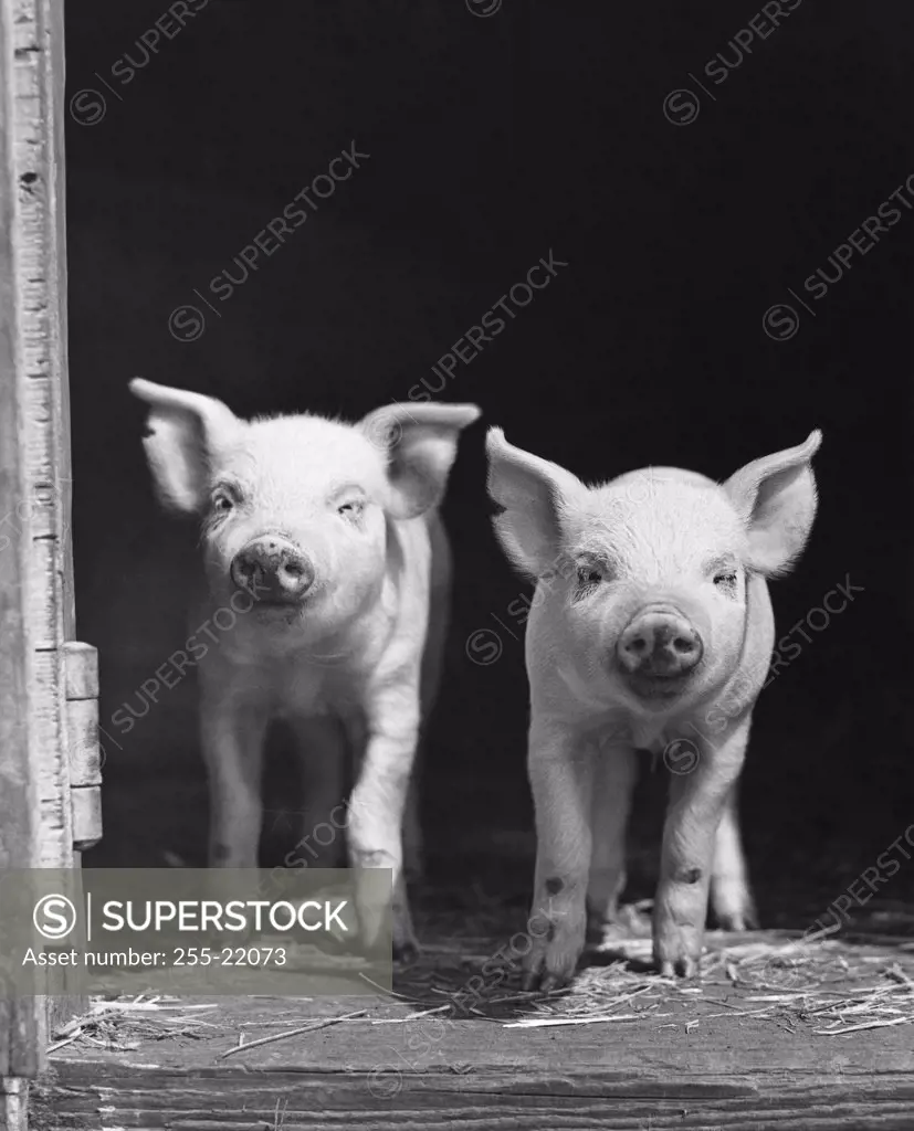 Two pigs standing in a doorway