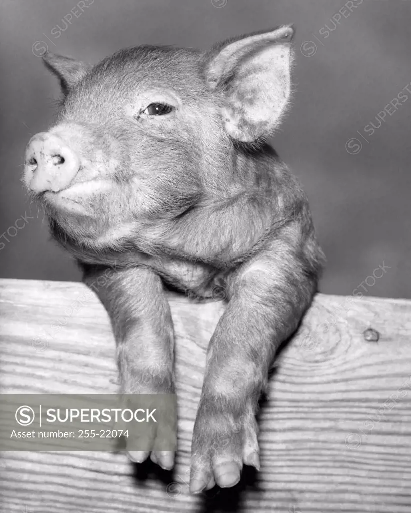 Close-up of a pig leaning over a plank