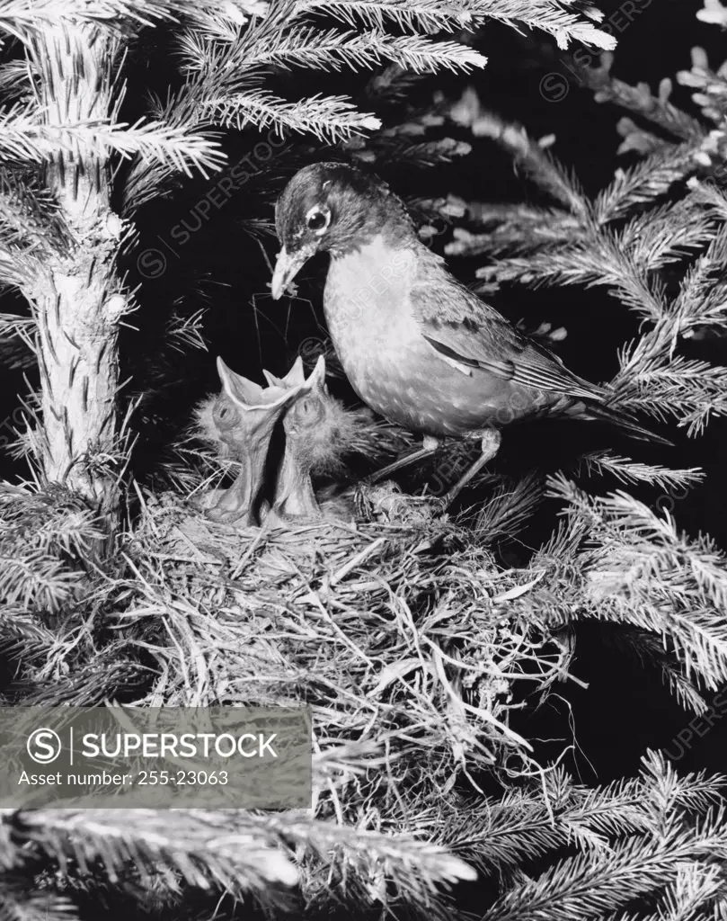 Side profile of a robin feeding its two young ones in a nest