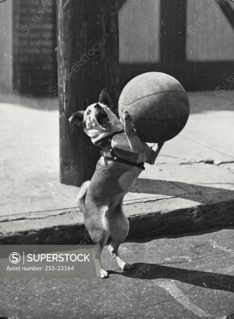 Vintage Photograph. Dog on hind legs catching basketball.