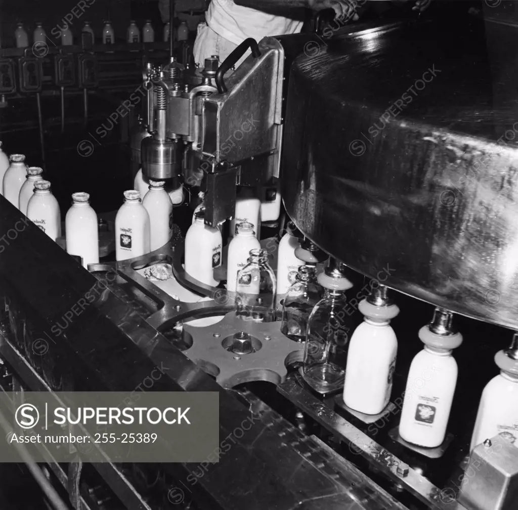 Milk bottles on a conveyor belt at a bottling plant