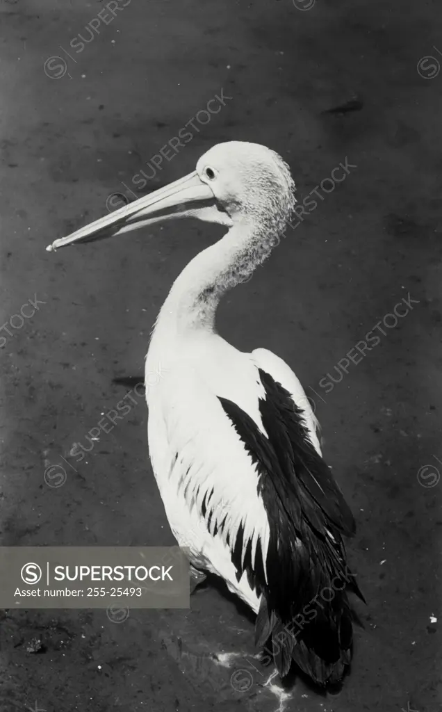 Vintage Photograph. Close up view of Pelican
