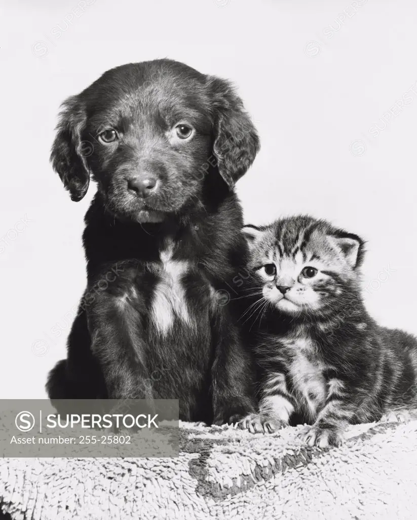 Puppy sitting with a kitten