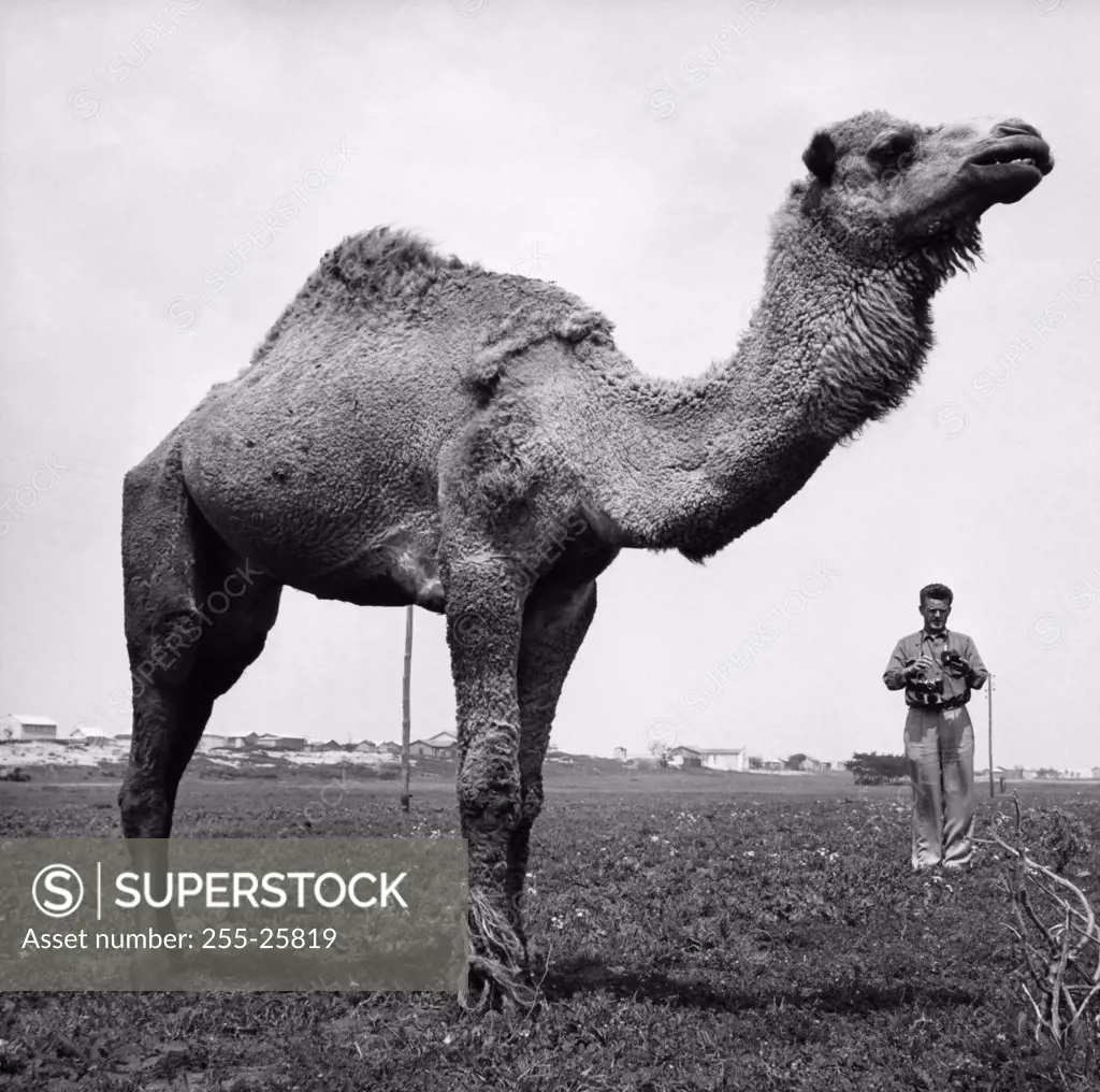 Camel standing in a field