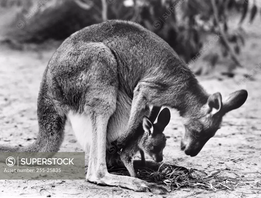 Kangaroo carrying its young one in its pouch