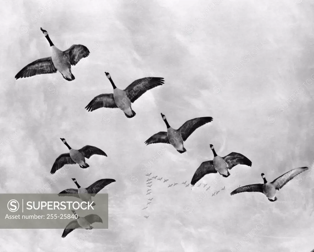 Vintage Photograph. Flock of geese in flying in formation through air