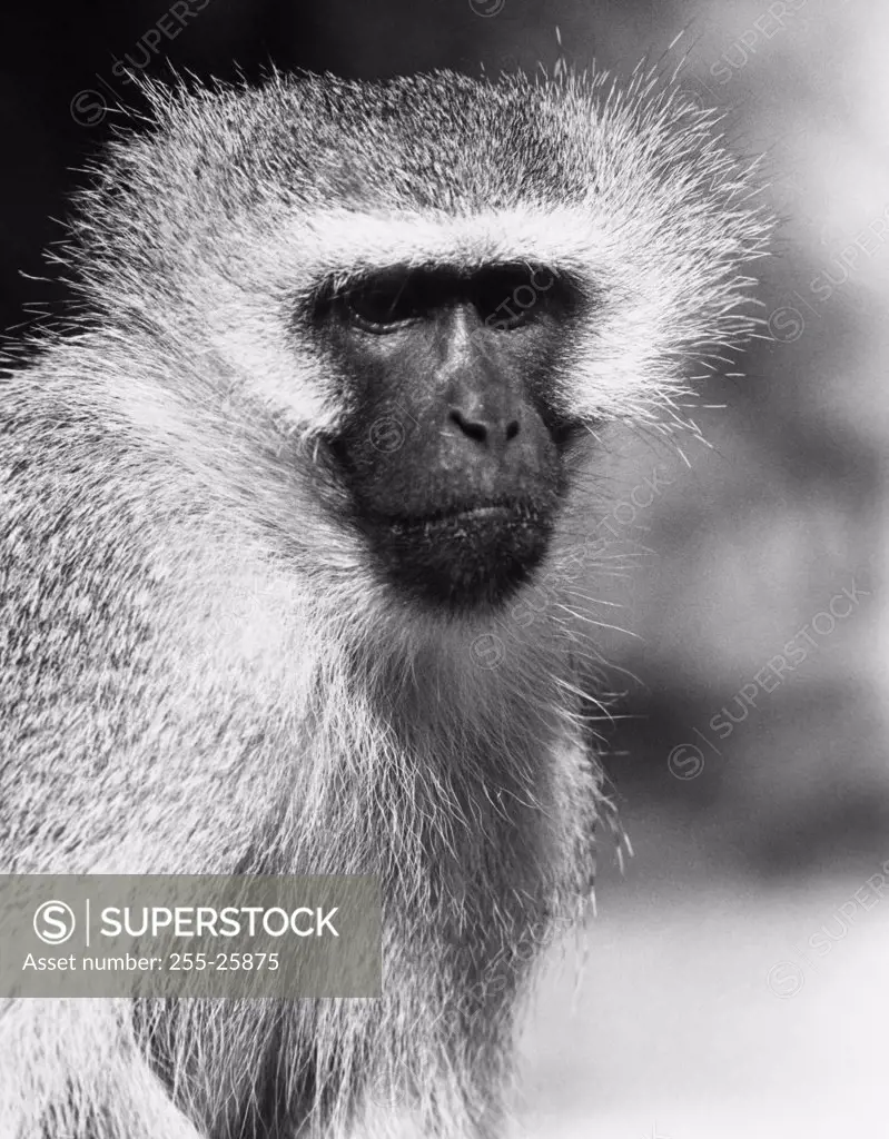 Close-up of a Vervet Monkey (Chlorocebus pygerythrus)