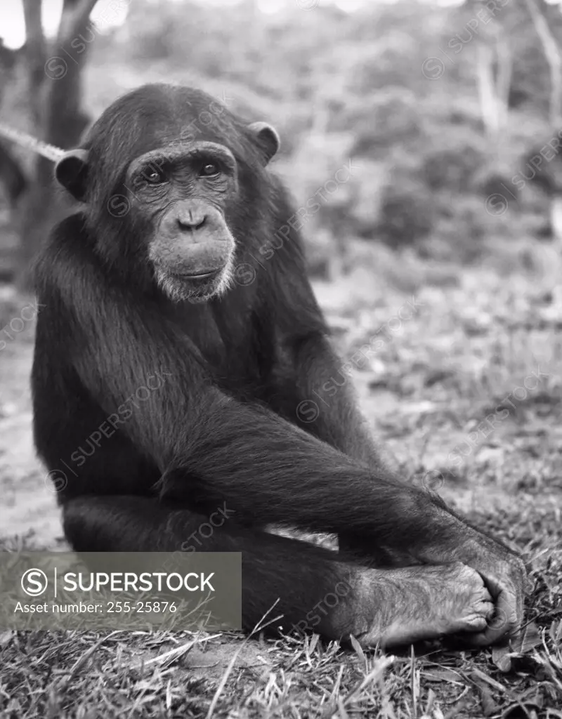 Chimpanzee sitting in a forest (Pan troglodytes)