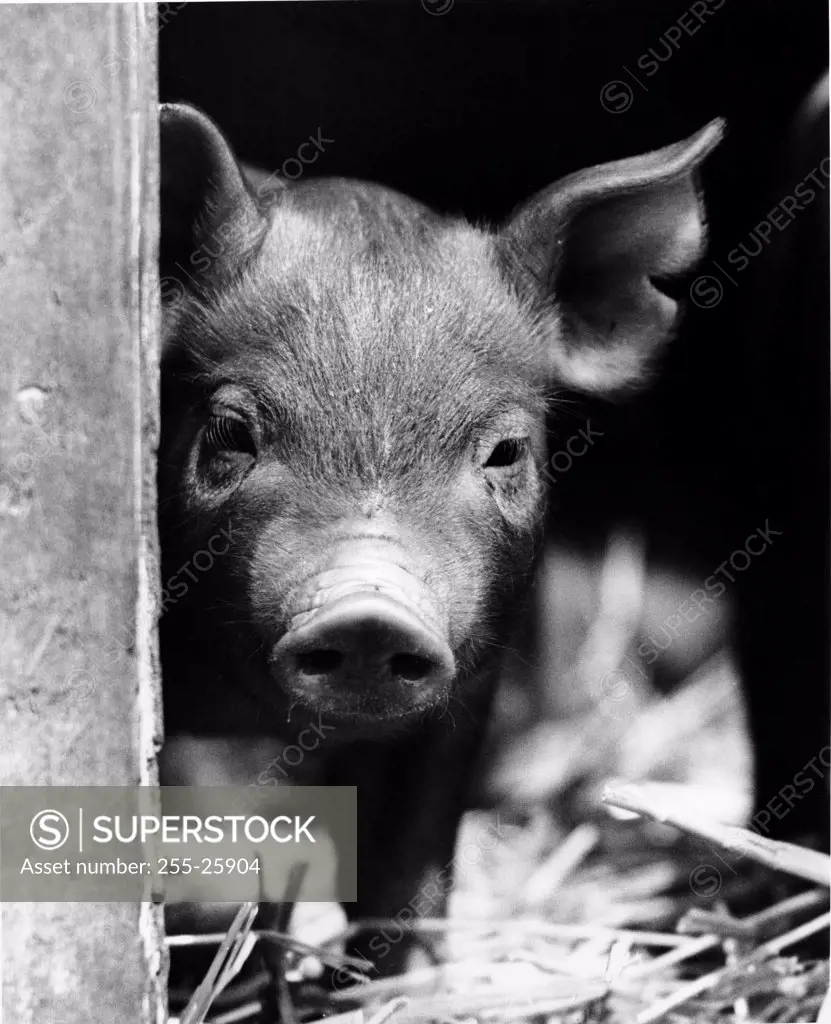 Close-up of a pig standing in a doorway