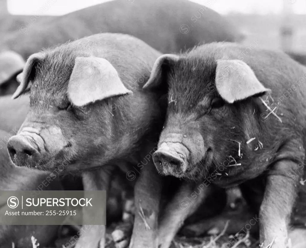 Close-up of two Duroc pigs